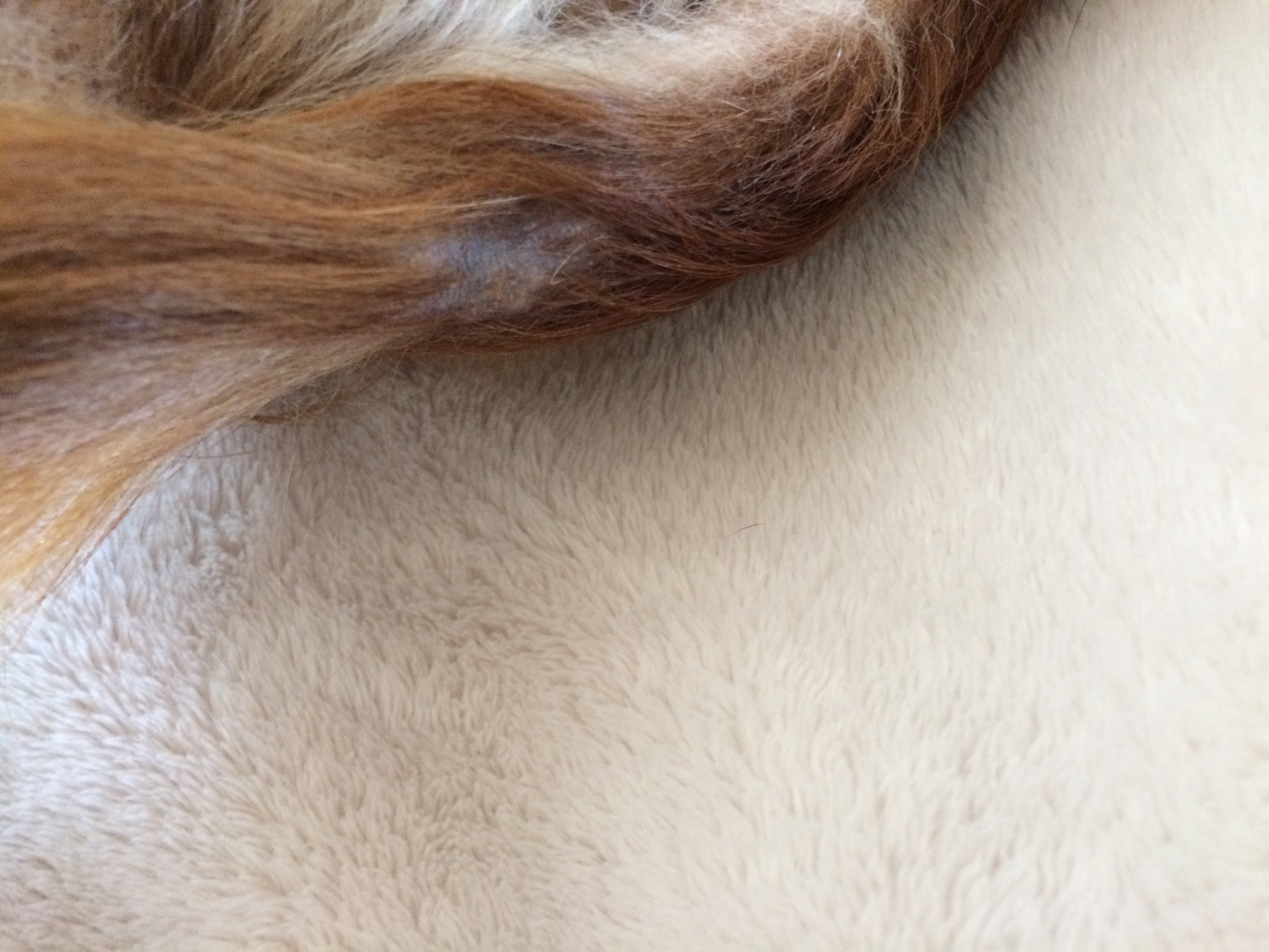 甲状腺機能低下症の症状の一つ 尻尾の脱毛 ラットテイル